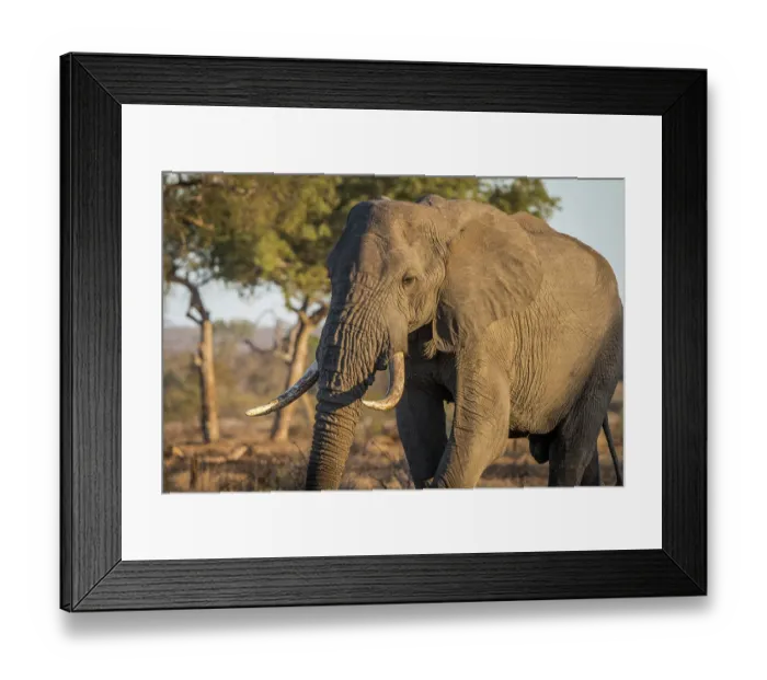 Framed Print : Big Elephant bull in the bush in the Kruger National Park Framed Print : Big Elephant bull in the bush in the Kruger National Park