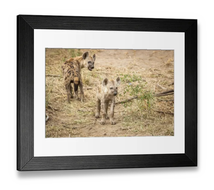 Framed Print : Young Spotted hyenas playing in the Kruger National Park Framed Print : Young Spotted hyenas playing in the Kruger National Park