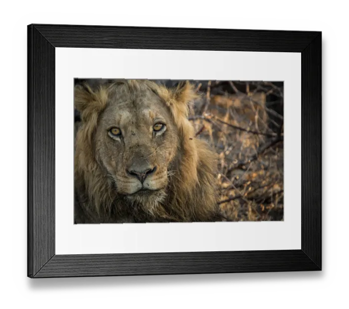 Framed Print : Starring male Lion in the Kruger National Park