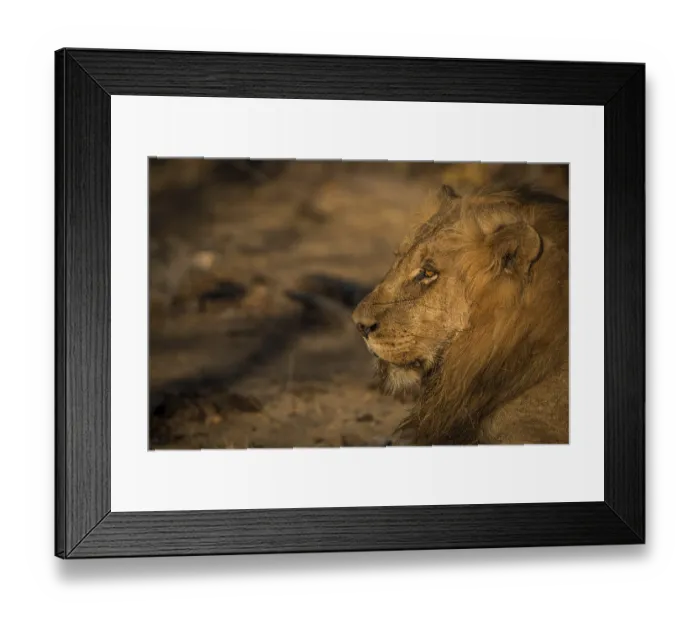 Framed Print : Side profile of a male Lion in the Kruger National Park