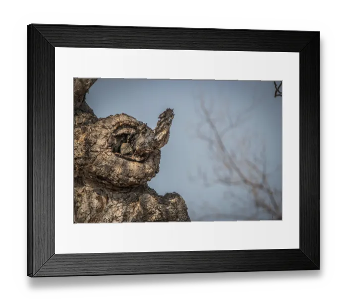 Framed Print : Rock monitor on the tree in the Kruger National Park