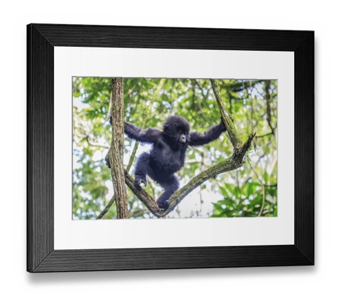 Framed Print : Baby Mountain gorilla playing in a tree in the Virunga National Park Framed Print : Baby Mountain gorilla playing in a tree in the Virunga National Park