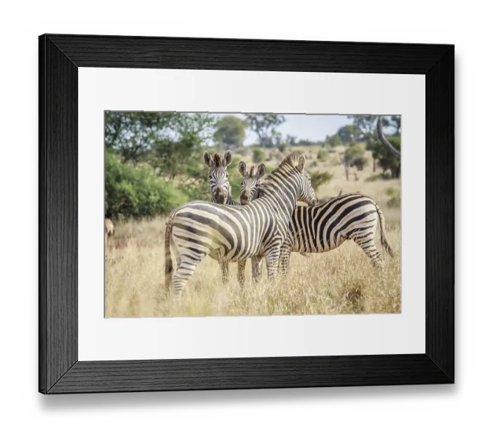 Framed Print : Three bonding Zebras in the Kruger National Park Framed Print : Three bonding Zebras in the Kruger National Park