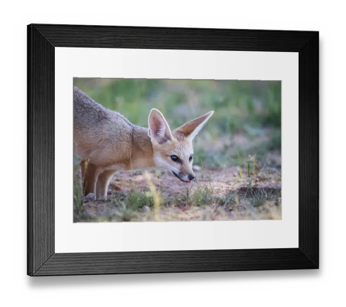 Framed Print : Side profile of a Cape fox in the Kgalagadi Transfrontier Park
