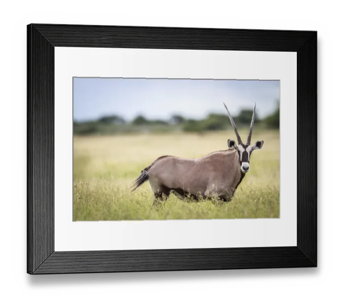 Framed Print : Gemsbok standing in high grass in the Central Khalahari Framed Print : Gemsbok standing in high grass in the Central Khalahari
