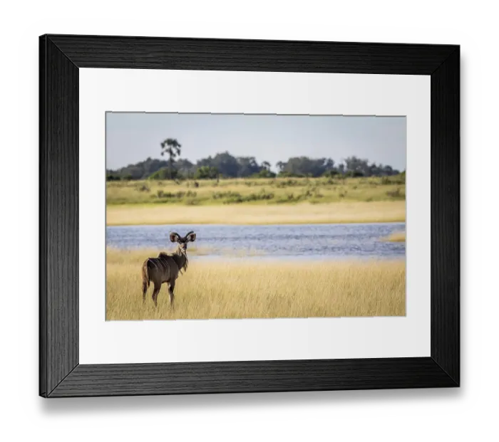Framed Print : Male Kudu in front of water in the Okavango delta