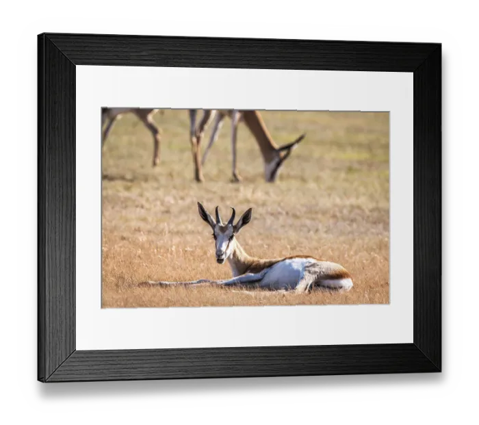 Framed Print : Young Springbok laying in the grass in the Kgalagadi Transfrontier Park Framed Print : Young Springbok laying in the grass in the Kgalagadi Transfrontier Park