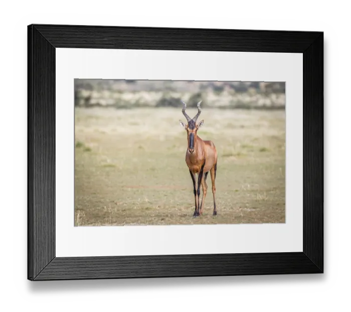 Framed Print : Red hartebeest standing in the grass and starring at the camera in the Kgalagadi Transfrontier Park