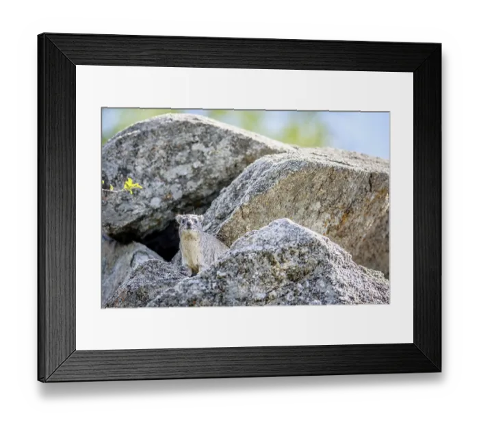 Framed Print : Rock hyrax basking on the rocks in Hwange National Park