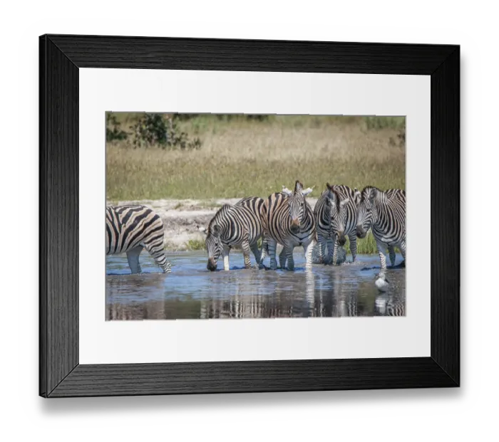 Framed Print : Several Zebras drinking in the Chobe National Park