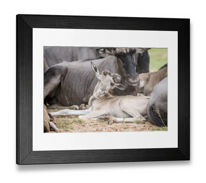Framed Print : Blue wildebeest calf laying down in the Kalagadi Transfrontier Park Framed Print : Blue wildebeest calf laying down in the Kalagadi Transfrontier Park