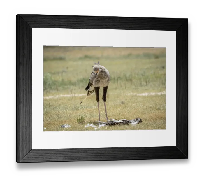 Framed Print : Secretary bird on a kill in the grass in the Kalagadi Transfrontier Park Framed Print : Secretary bird on a kill in the grass in the Kalagadi Transfrontier Park