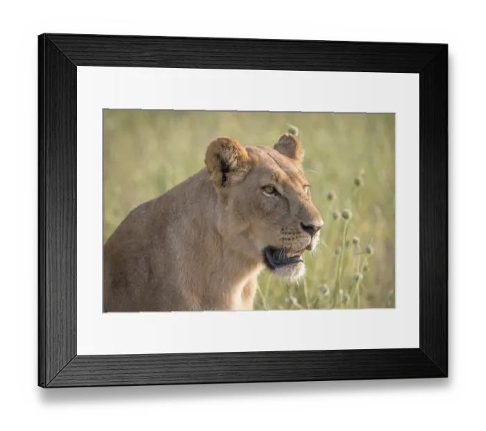 Framed Print : Side profile of a female Lion in the Chobe National Park Framed Print : Side profile of a female Lion in the Chobe National Park