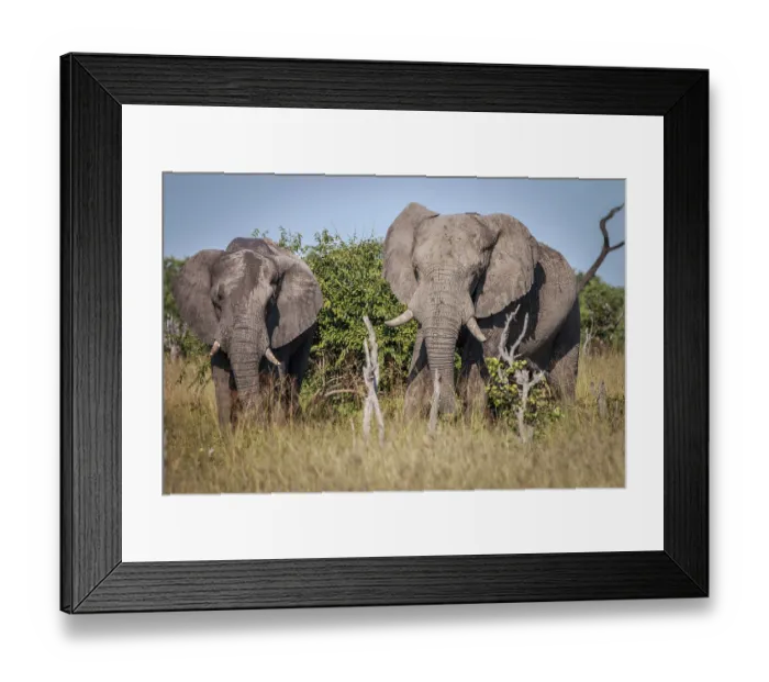 Framed Print : Two Elephants starring at the camera in the Chobe National Park Framed Print : Two Elephants starring at the camera in the Chobe National Park