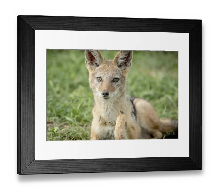 Framed Print : Black-backed jackal starring at the camera in the Etosha National Park