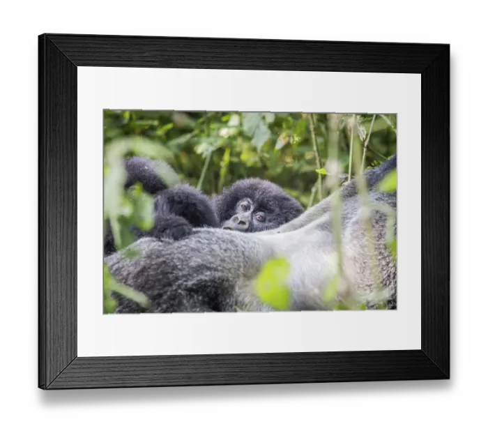 Framed Print : Close up of a baby Mountain gorilla in the Virunga National Park