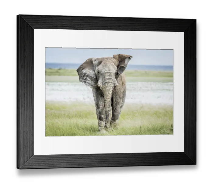 Framed Print : Big Elephant bull walking towards the camera in the Etosha National Park