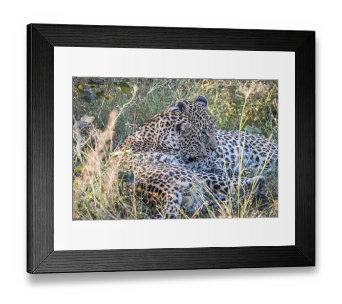 Framed Print : A mother Leopard playing with her cubs in the Sabi Sand Game Reserve