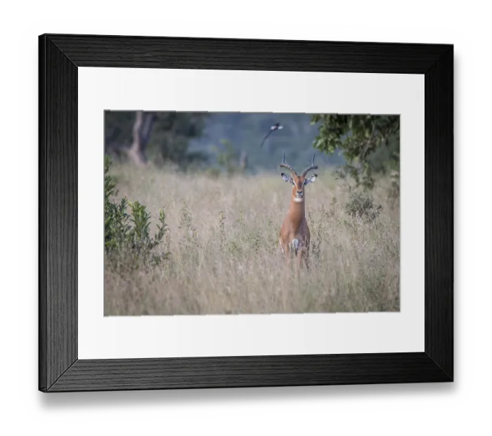 Framed Print : An Impala starring at the camera in the Sabi Sand Game Reserve