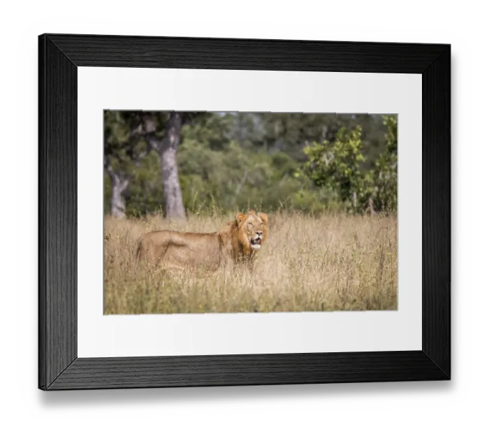 Framed Print : A Lion walking in the grass in the Sabi Sand Game Reserve