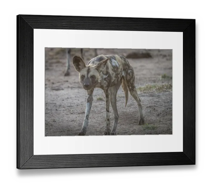 Framed Print : An African wild dog walking towards the camera in the Sabi Sand Game Reserve