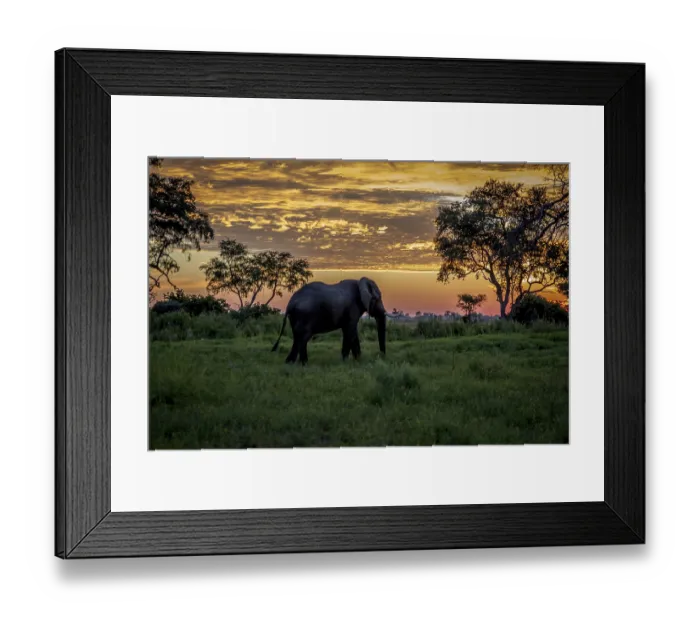 Framed Print : Elephant walking at sunset in the Okavango Delta