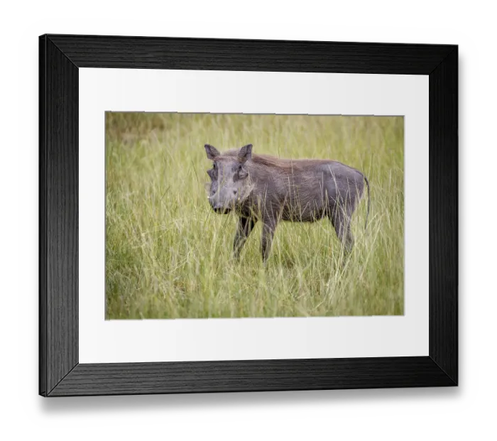 Framed Print : Warthog standing in between the high grasses in the Okavango Delta Framed Print : Warthog standing in between the high grasses in the Okavango Delta