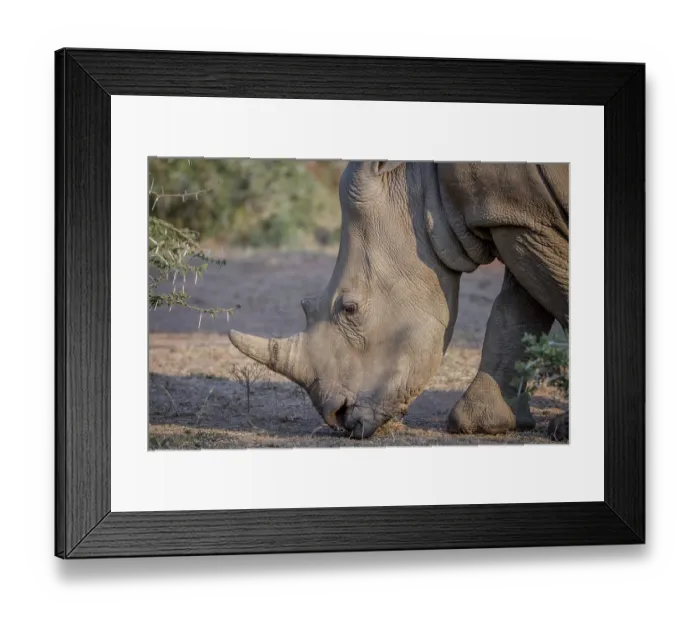 Framed Print : Side profile of a White rhino in South Africa