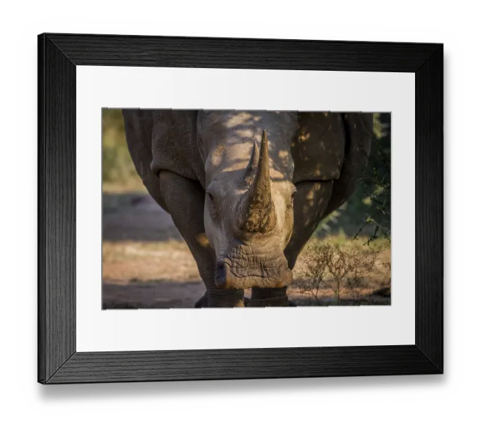 Framed Print : White rhino starring at the camera in South Africa