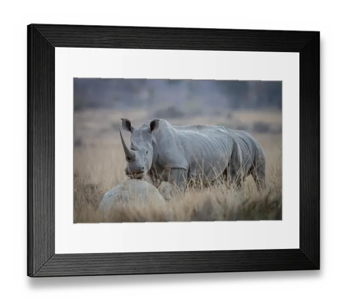 Framed Print : White rhino standing in the grass, South Africa