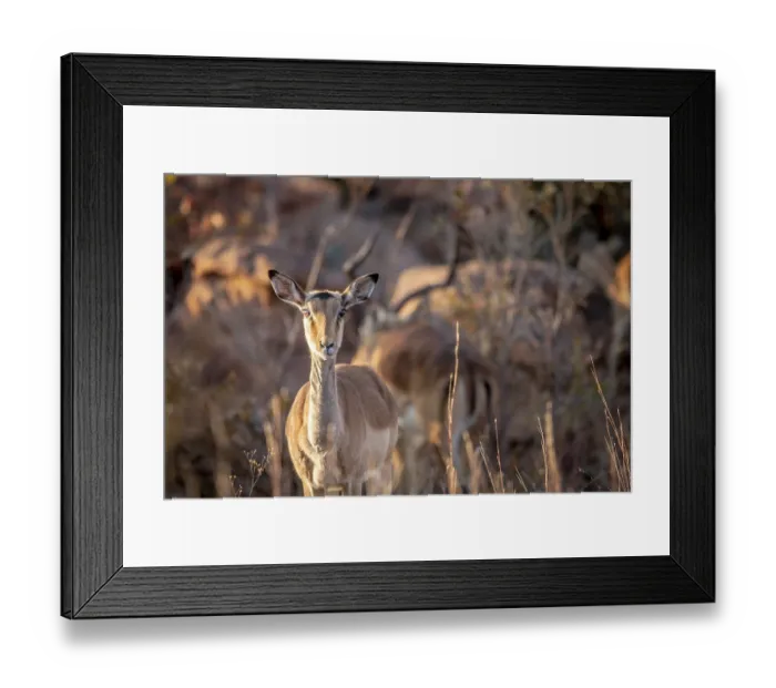 Framed Print : Young female Impala looking at the camera in the Welgevonden game reserve