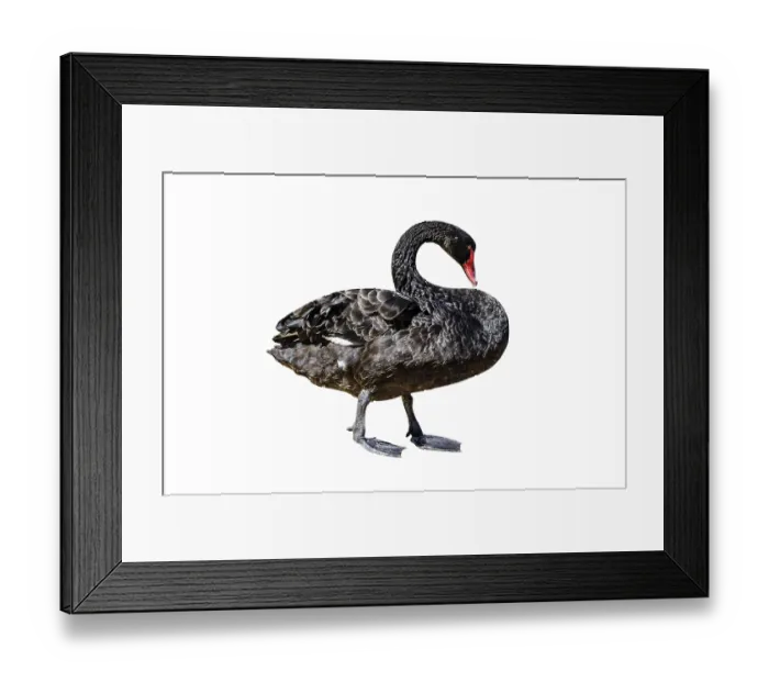 Framed Print : A side view of Black Swan or Cygnus Atratus
