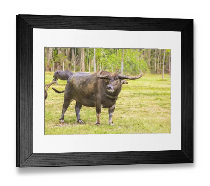 Framed Print : Asian water buffalo with long horns and funny tongue on grass background and copy space