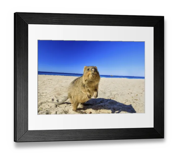 Framed Print : A curious Quokka on the Basin Beach on Rottnest Island Framed Print : A curious Quokka on the Basin Beach on Rottnest Island