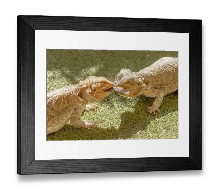 Framed Print : Pogona Vitticept reptiles competing for food