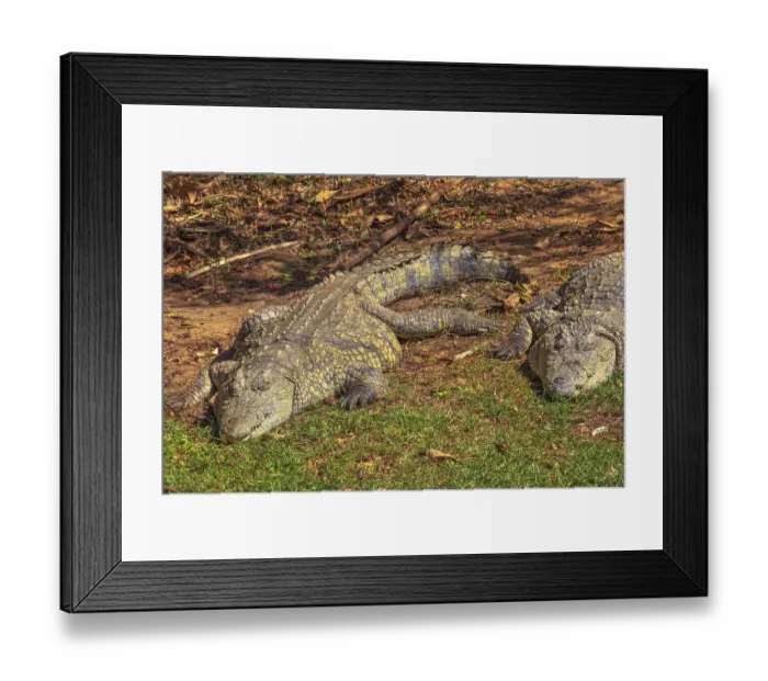 Framed Print : Two African Crocodiles species Crocodylus Niloticus