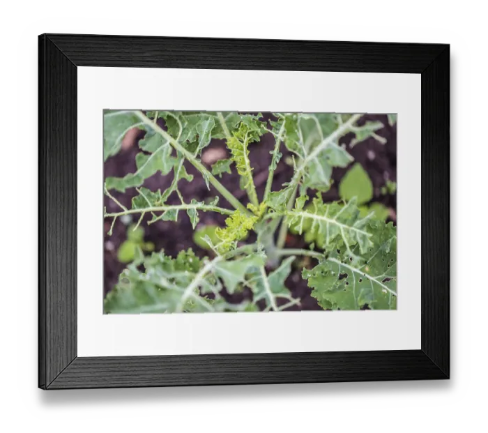 Framed Print : Kale leaves eaten away by caterpillars outdoors in the vegetable garden