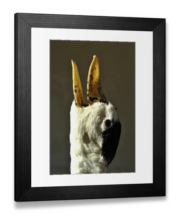 Framed Print : Head of a screaming goose, Funny Framed Print : Head of a screaming goose, Funny