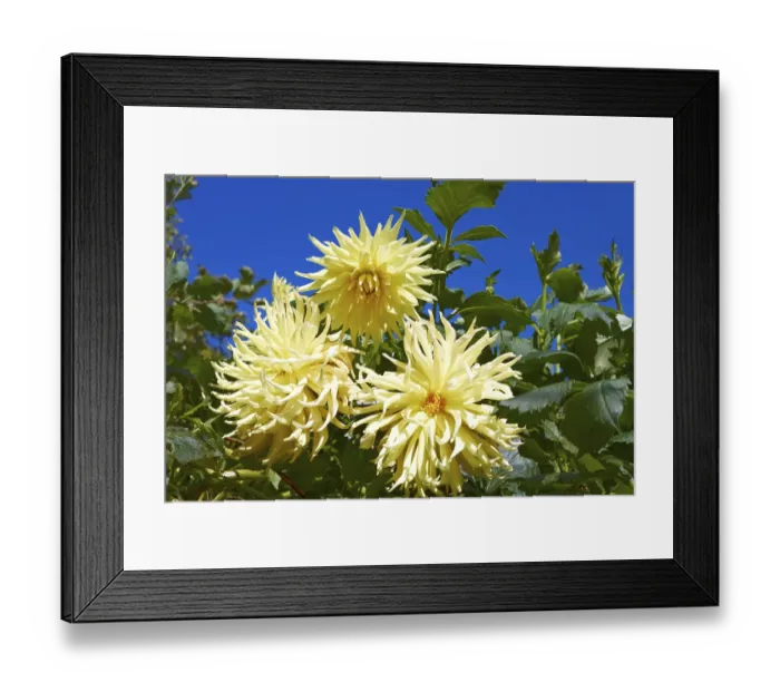 Framed Print : Three yellow dahlias in the flowerbed Framed Print : Three yellow dahlias in the flowerbed