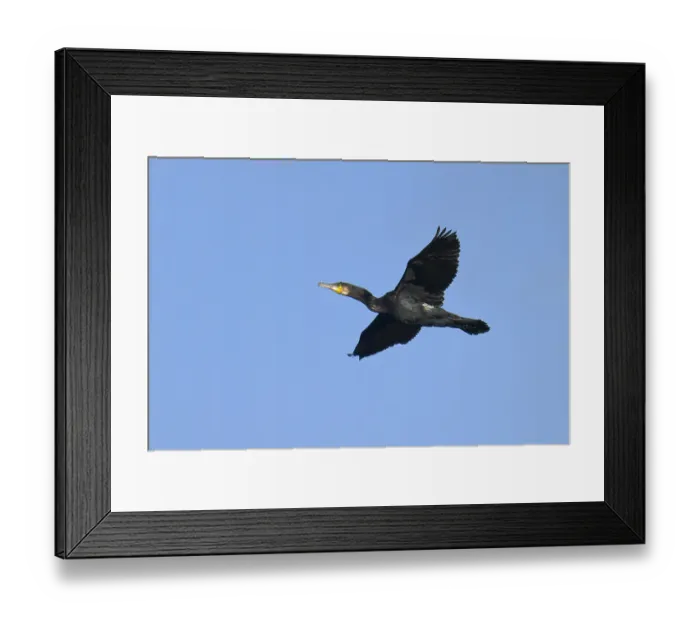 Framed Print : Kormoran im Flug in Schweden im Herbst Framed Print : Kormoran im Flug in Schweden im Herbst