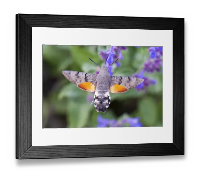 Framed Print : Taubenschwanzchen an einer Futterpflanze im Herbst Framed Print : Taubenschwanzchen an einer Futterpflanze im Herbst