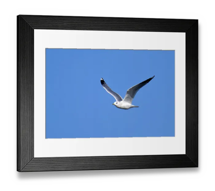 Framed Print : Common Gull (Larus canus) in autumn on the Havel