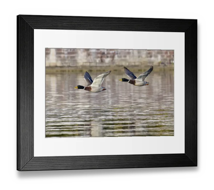 Framed Print : Stockenten Erpel im Flug. Mallard drake in flight