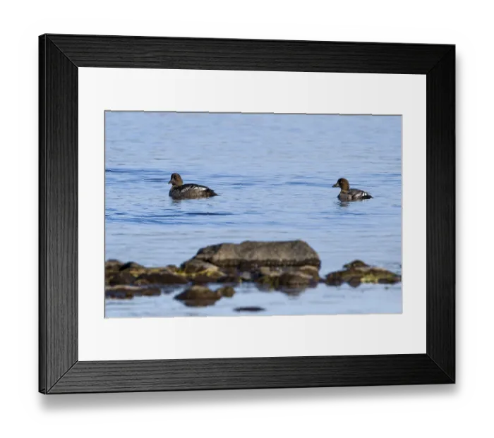 Framed Print : Juvenile Schellenten (Bucephala clangula) im Herbst in Schweden Framed Print : Juvenile Schellenten (Bucephala clangula) im Herbst in Schweden