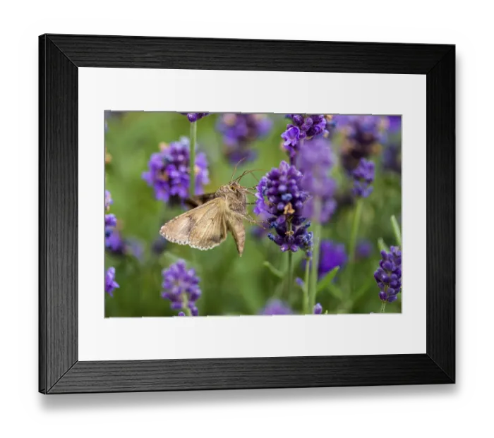 Framed Print : Gammaeule am Lavendel. silver y on lavender