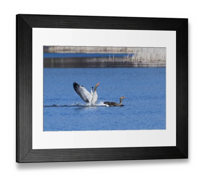 Framed Print : Graugans Parchen wahrend der Balz