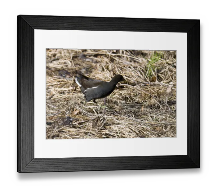 Framed Print : Teichhuhn (Gallinula chloropus) im Winter in der Oberlausitz Framed Print : Teichhuhn (Gallinula chloropus) im Winter in der Oberlausitz