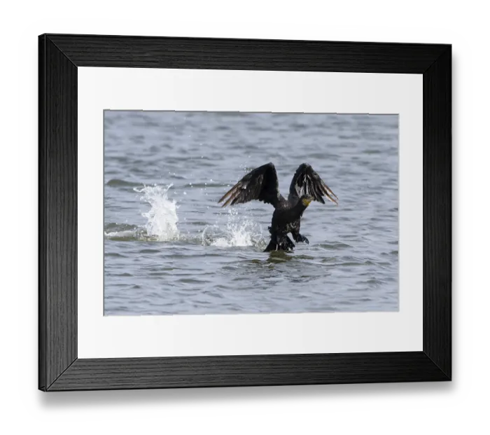 Framed Print : Kormoran bei der Landung. Great Cormorant landing in the baltic sea