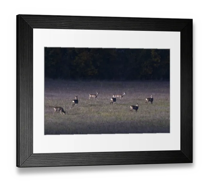 Framed Print : Rehe im Herbst in Brandenburg. Roe deer in autumn in Brandenburg on a meadow