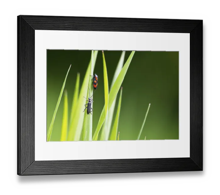 Framed Print : (Cantharis obscura oder paradoxa) - Eichenweichkaefer Framed Print : (Cantharis obscura oder paradoxa) - Eichenweichkaefer
